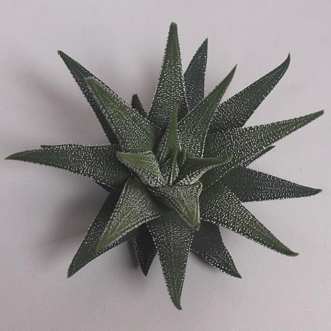 HAWORTHIA CONCOLOR 9cm