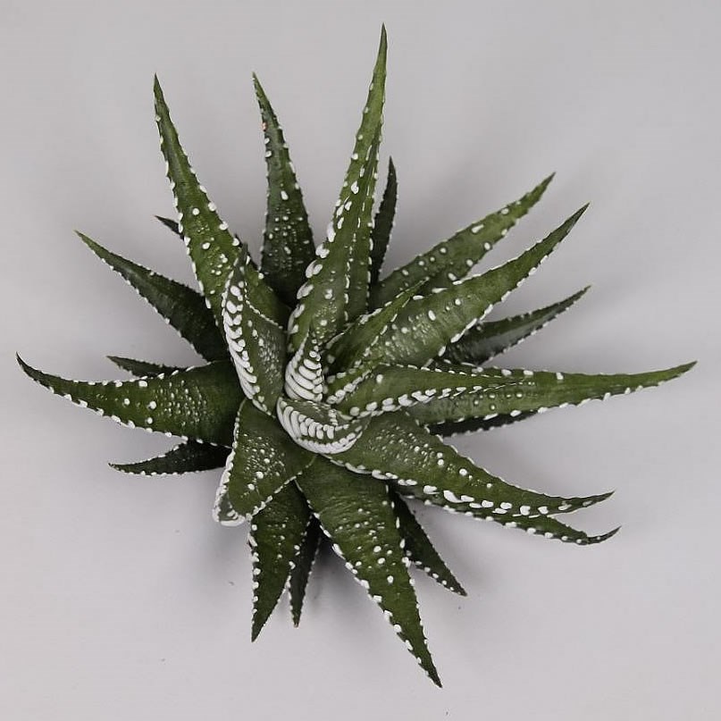 HAWORTHIA FASCIATA 9cm