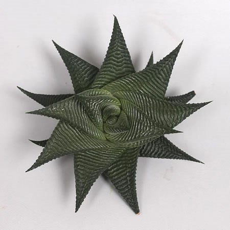HAWORTHIA LIMIFOLIA TWIST 9cm
