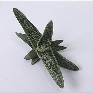 HAWORTHIA LITTLE WARTHI 9CM