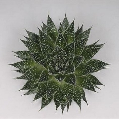 HAWORTHIA ROYAL HIGHNESS 9CM