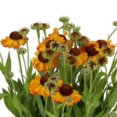 HELENIUM AUTUMN FLIRT