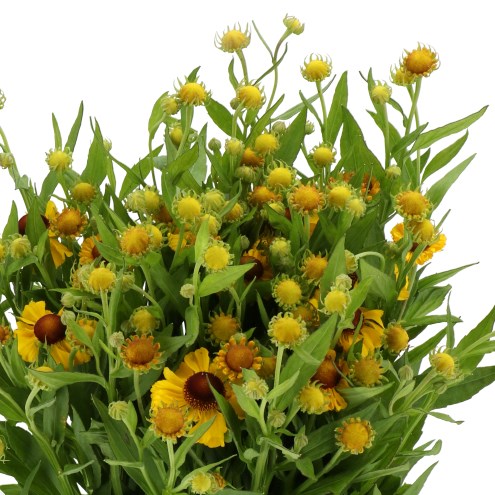 HELENIUM CHOCO DIP