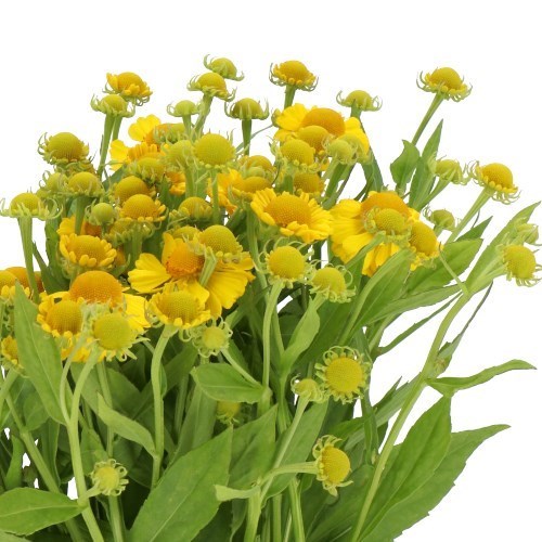 HELENIUM KANARIA