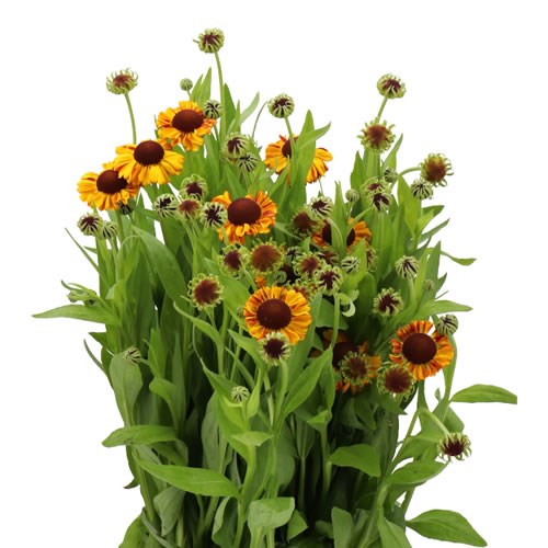 HELENIUM KUPFERSPRUDEL