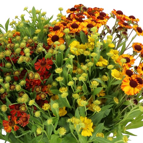 HELENIUM MIX