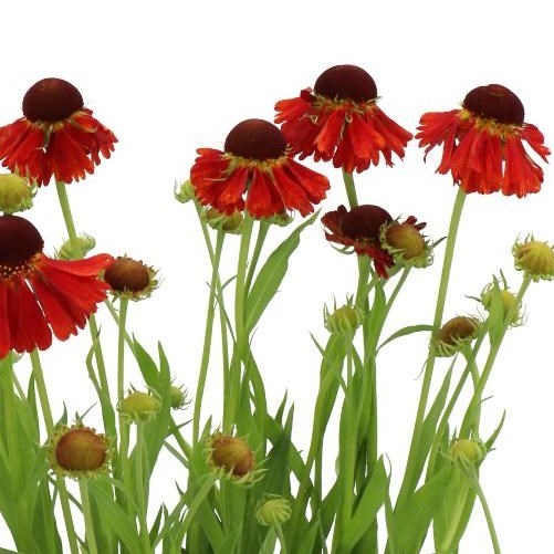 HELENIUM MOERHEIM BEAUTY