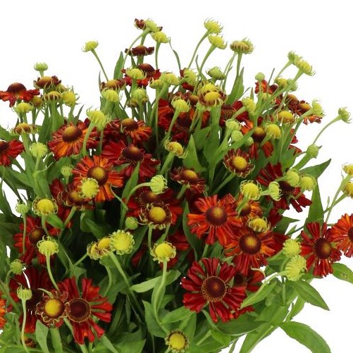 HELENIUM RED KING