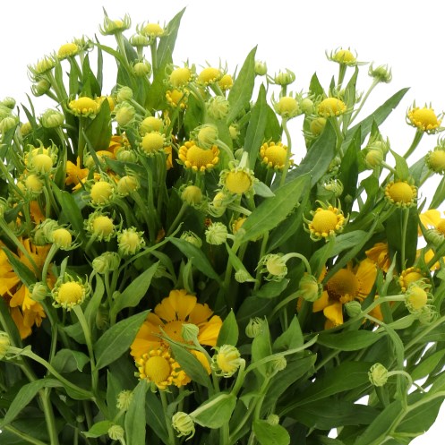 HELENIUM TWEETY