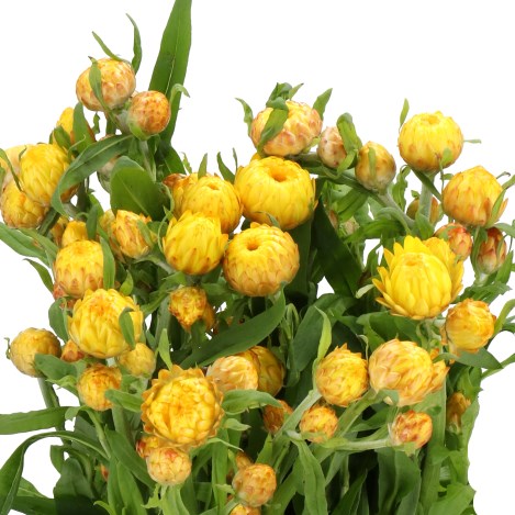 HELICHRYSUM YELLOW