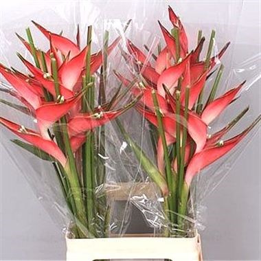 HELICONIA CARIBEA