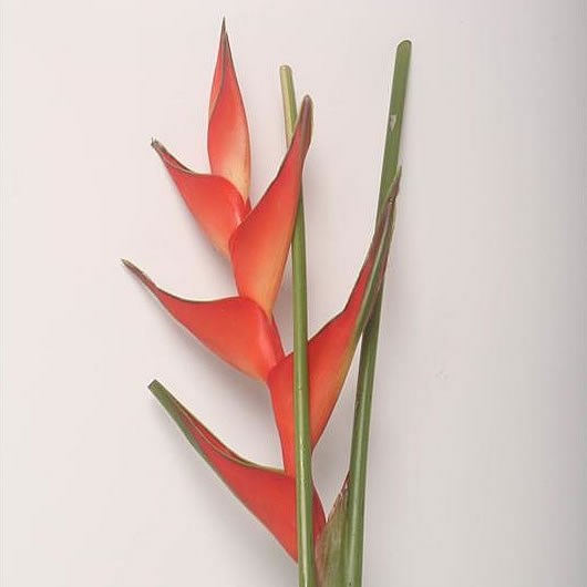 HELICONIA TROPICAL