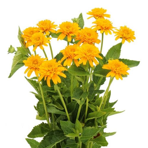 HELIOPSIS ASAHI YELLOW