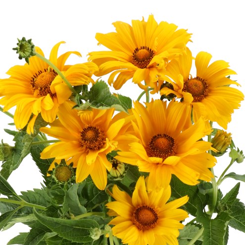 HELIOPSIS MIAMI