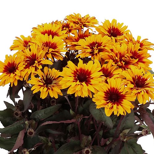 HELIOPSIS YELLOW SPIDER