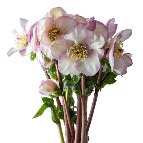 HELLEBORES AARENDELLE BELLA PICOTEE