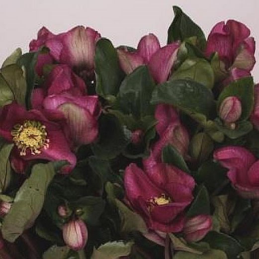 HELLEBORES AARENDELLE MARA RED