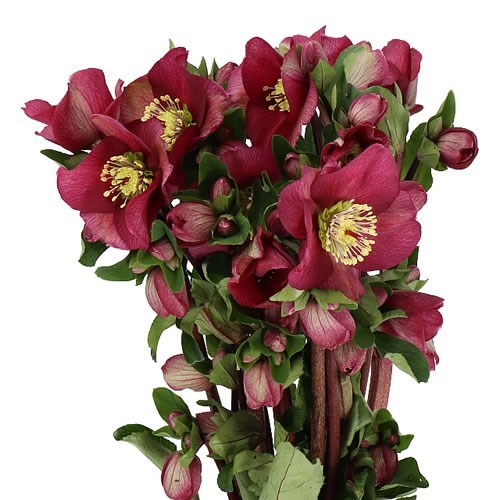 HELLEBORES AARENDELLE SARA RED