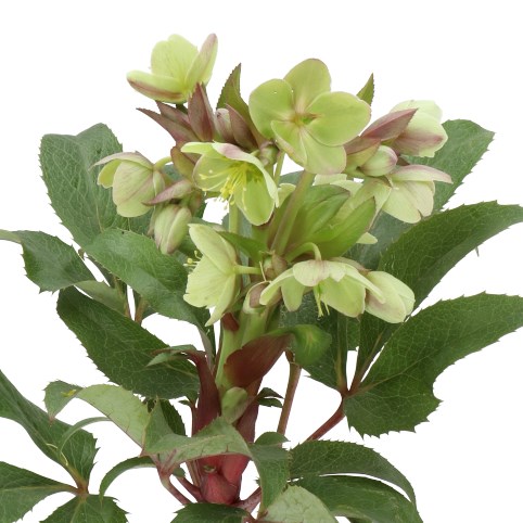 HELLEBORES ARGUTIFOLIUS