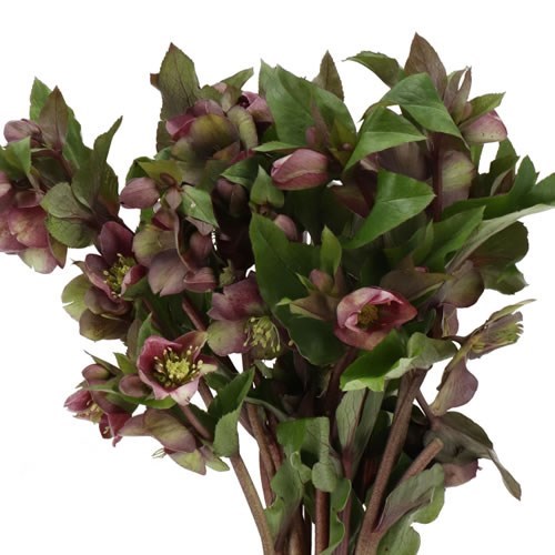 HELLEBORES CLASSIC GRACE