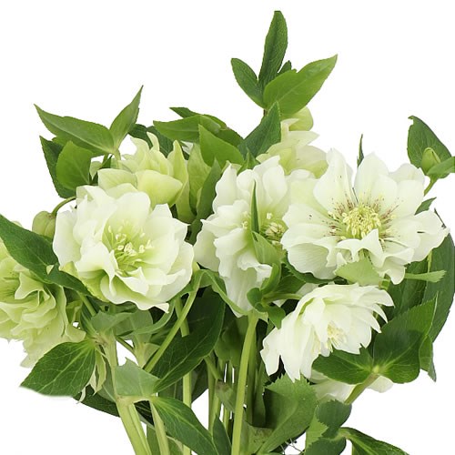 HELLEBORES ELLEN WHITE DOUBLE