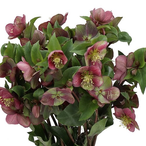 HELLEBORES MAMMOTH PINK