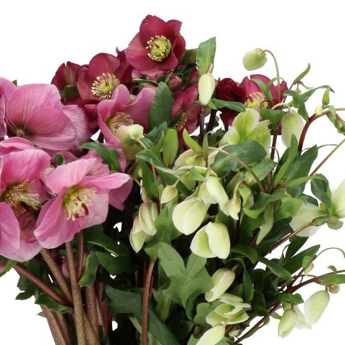 HELLEBORES MIX