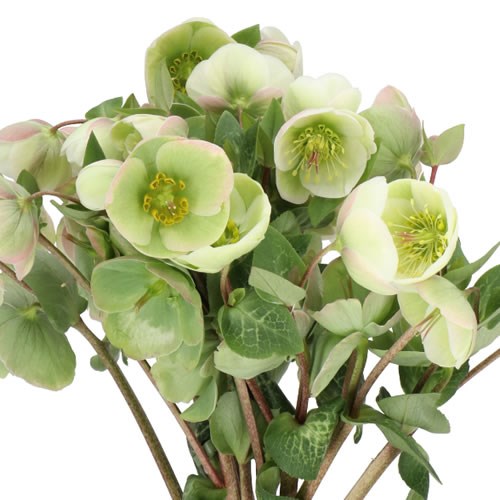 HELLEBORES MOONDANCE