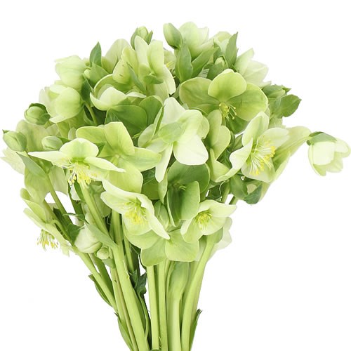 HELLEBORES NIKITA