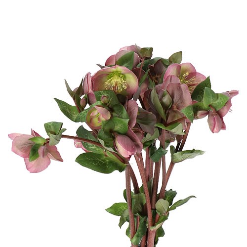 HELLEBORES PENNYS PINK