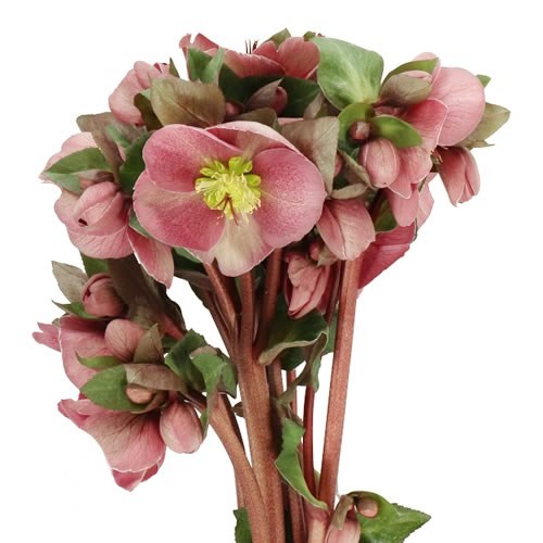 HELLEBORES PIPPAS PURPLE