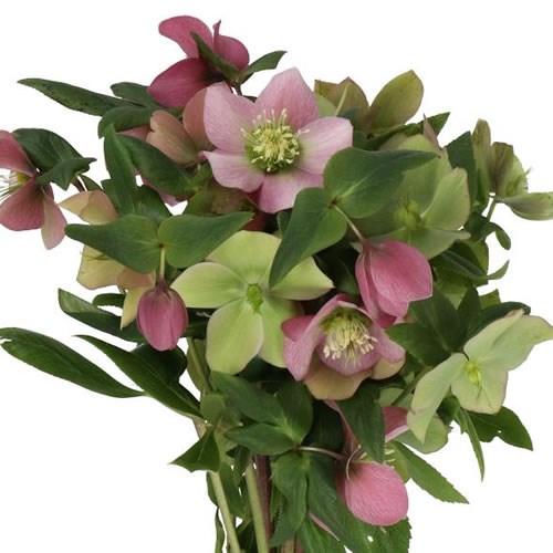 HELLEBORES QUEENS LIGHT PINK