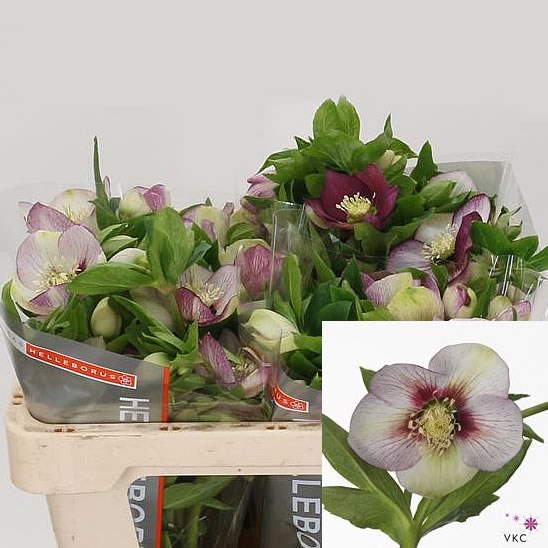 HELLEBORES QUEENS PICOTEE