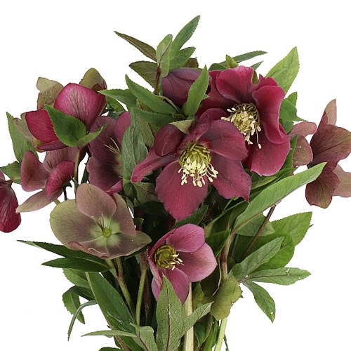 HELLEBORES QUEENS RED