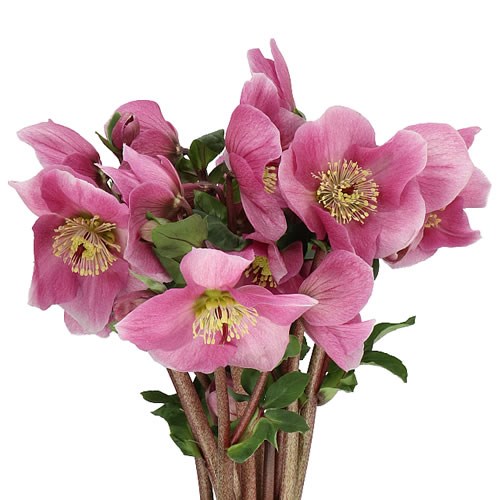 HELLEBORES AARENDELLE BELLA PINK