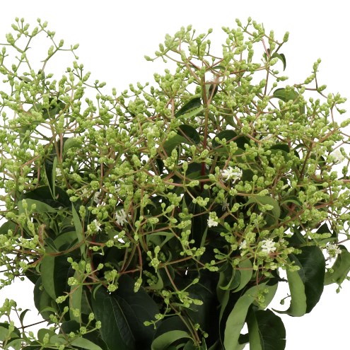 HEPTACODIUM MAGICAL AUTUMN FIRE