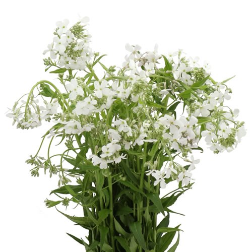 HESPERIS WHITE