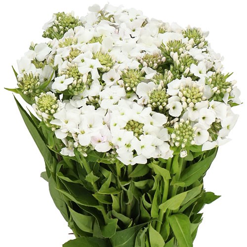 HESPERIS WHITE DREAM