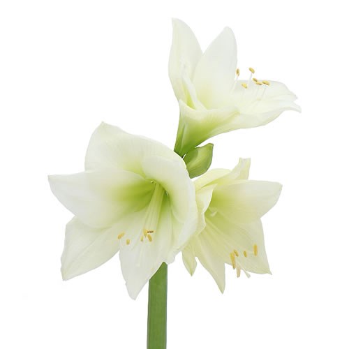 HIPPEASTRUM ALBARINO