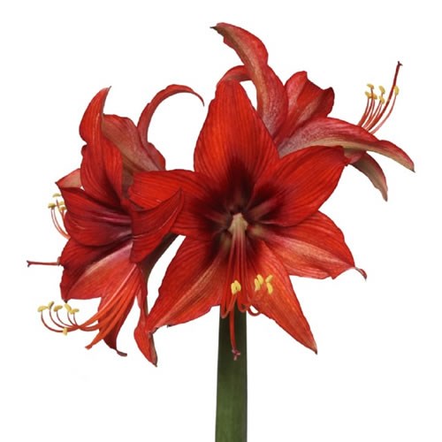 HIPPEASTRUM AUTUMN VALLEY
