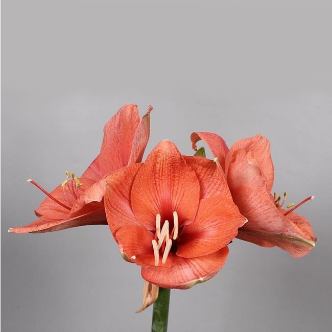 HIPPEASTRUM BOUQUET