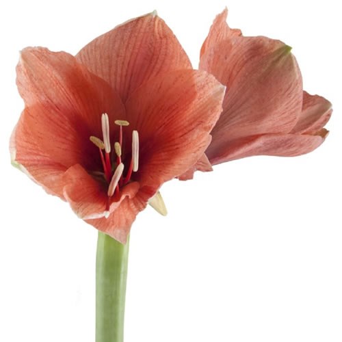 HIPPEASTRUM BOUQUET