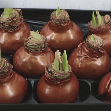 HIPPEASTRUM BULBS - WAXED COPPER