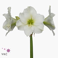 HIPPEASTRUM CHRISTMAS GIFT