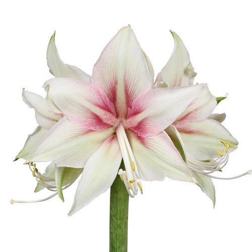 HIPPEASTRUM DANCING VALLEY