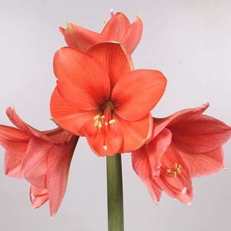 HIPPEASTRUM DESIRE