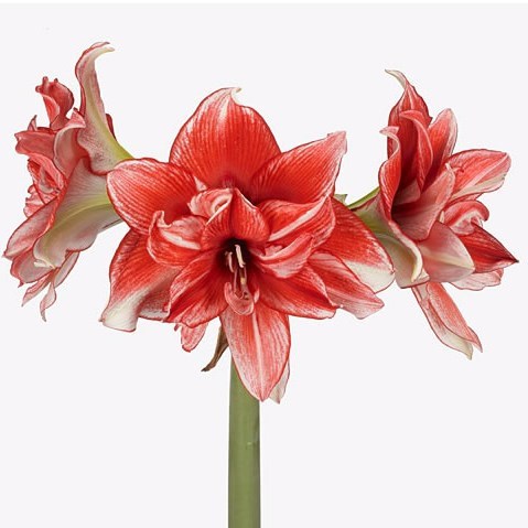 HIPPEASTRUM FLAMED AMADEUS