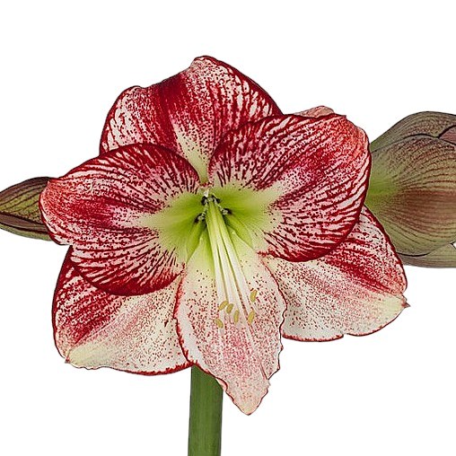 HIPPEASTRUM FLAMENCO QUEEN