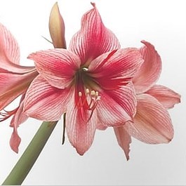 HIPPEASTRUM GERVASE