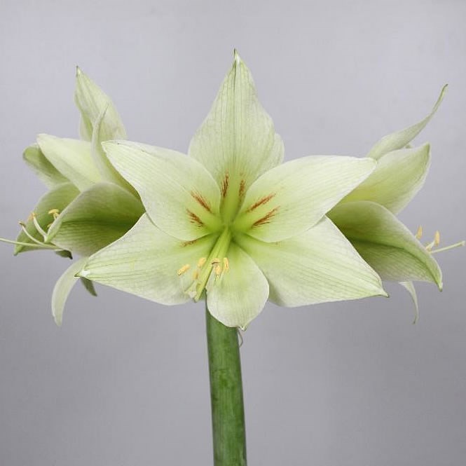 HIPPEASTRUM GREEN VALLEY